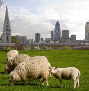 sheep_in_the_city
